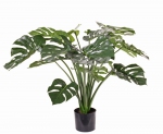 Monstera deliciosa 85cm, Ø 100cm